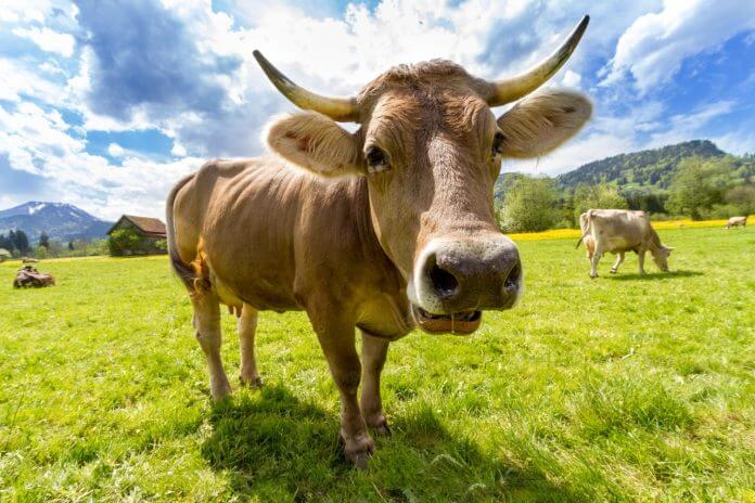 cow pasture animal almabtrieb 696x464 1